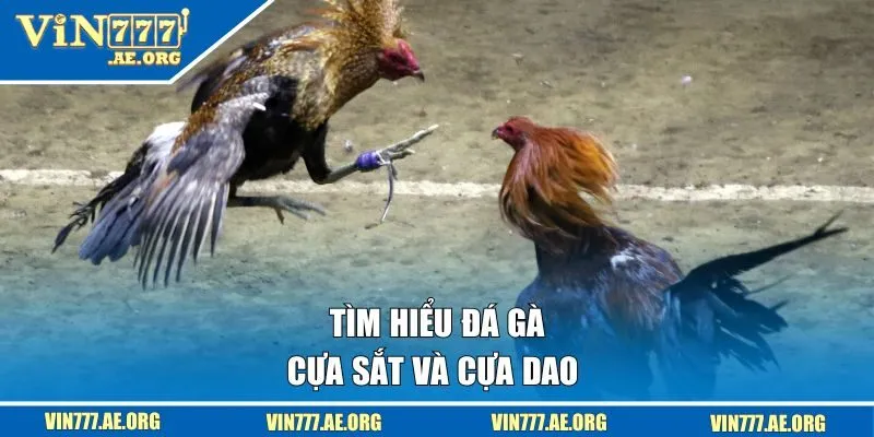 Tìm hiểu đá gà cựa sắt và cựa dao 
